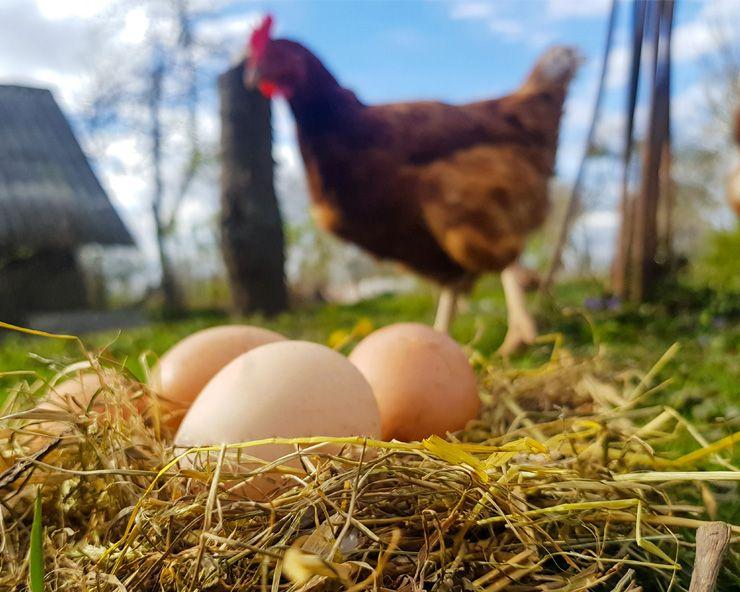 Free-run hens enjoying sunlight in open green pastures, representing natural, hormone- and antibiotic-free farming practices, fading into a neatly stacked collection of organic eggs — including rare bluish-purple eggs — known for being richer in Omega-3 fatty acids, Vitamins A, D, and E, and antioxidants compared to conventional eggs.
